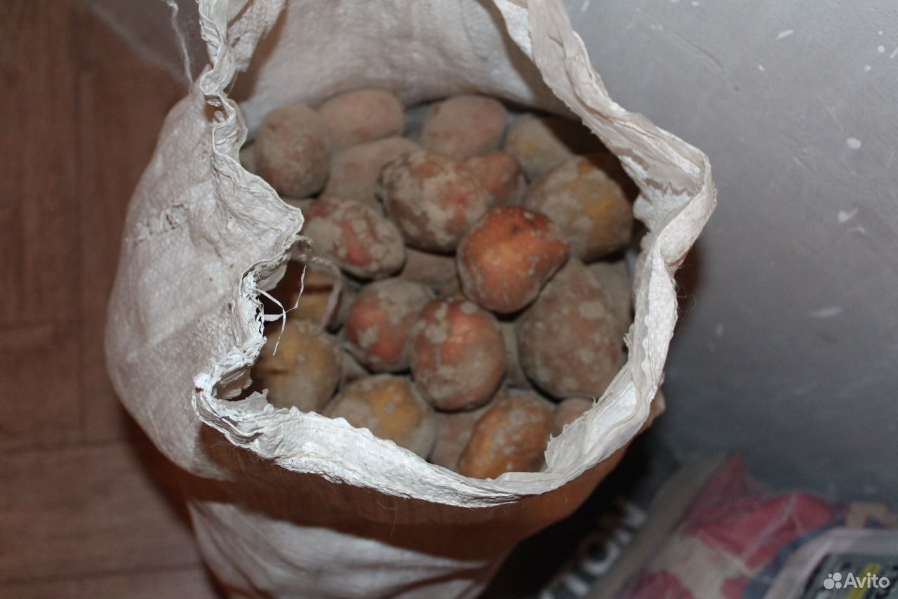 Картошка с собственного огорода купить на Зозу.ру - фотография № 2