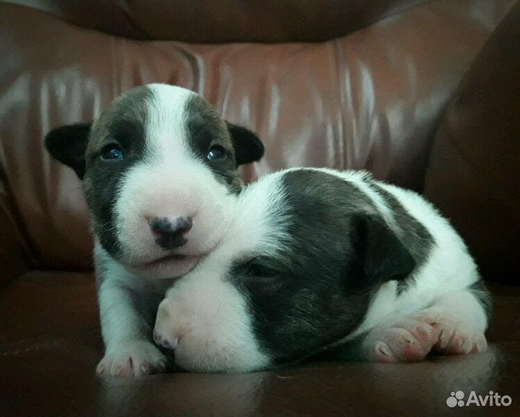 авито симферополь собаки