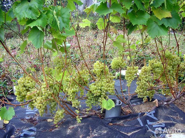 Саженцы винограда лучших сортов(вегетирующие) купить на Зозу.ру - фотография № 7