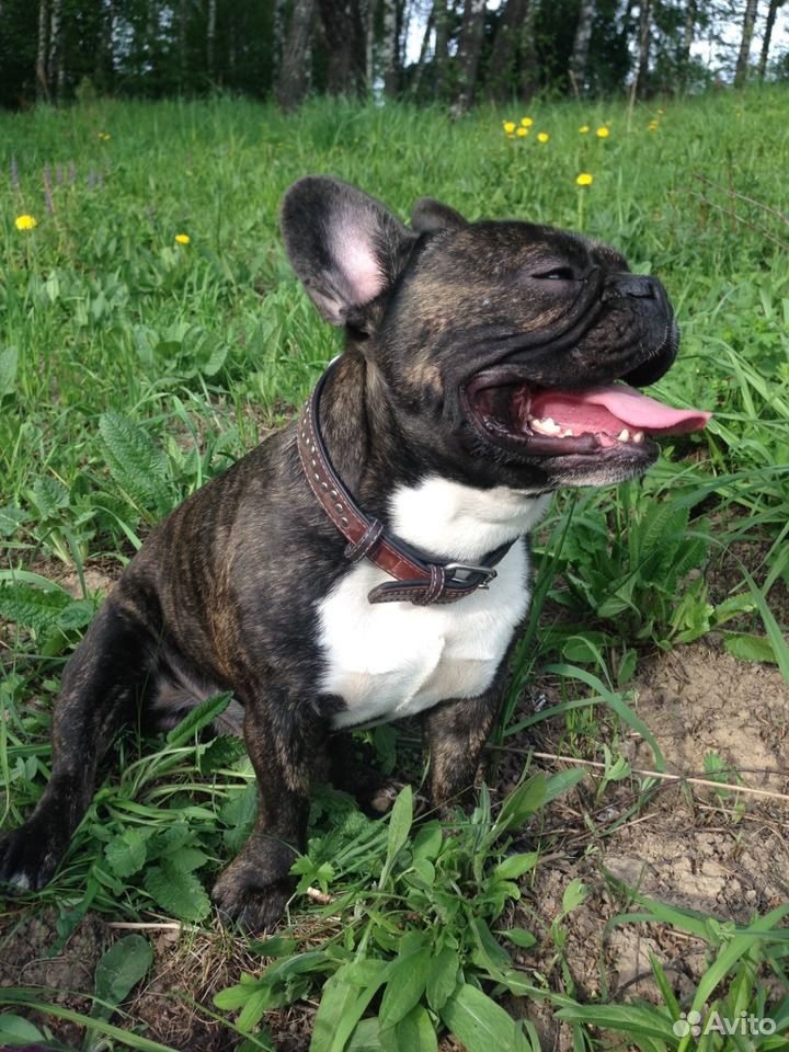 Бульдог 4. Французский бульдог 3. Французский бульдог 4 мес. Французский бульдог широкогрудый. Французский бульдог взрослый.