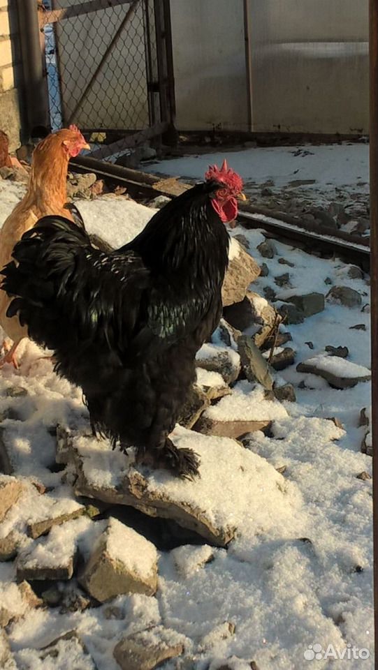 Курица с цыплятами брама купить на Зозу.ру - фотография № 3