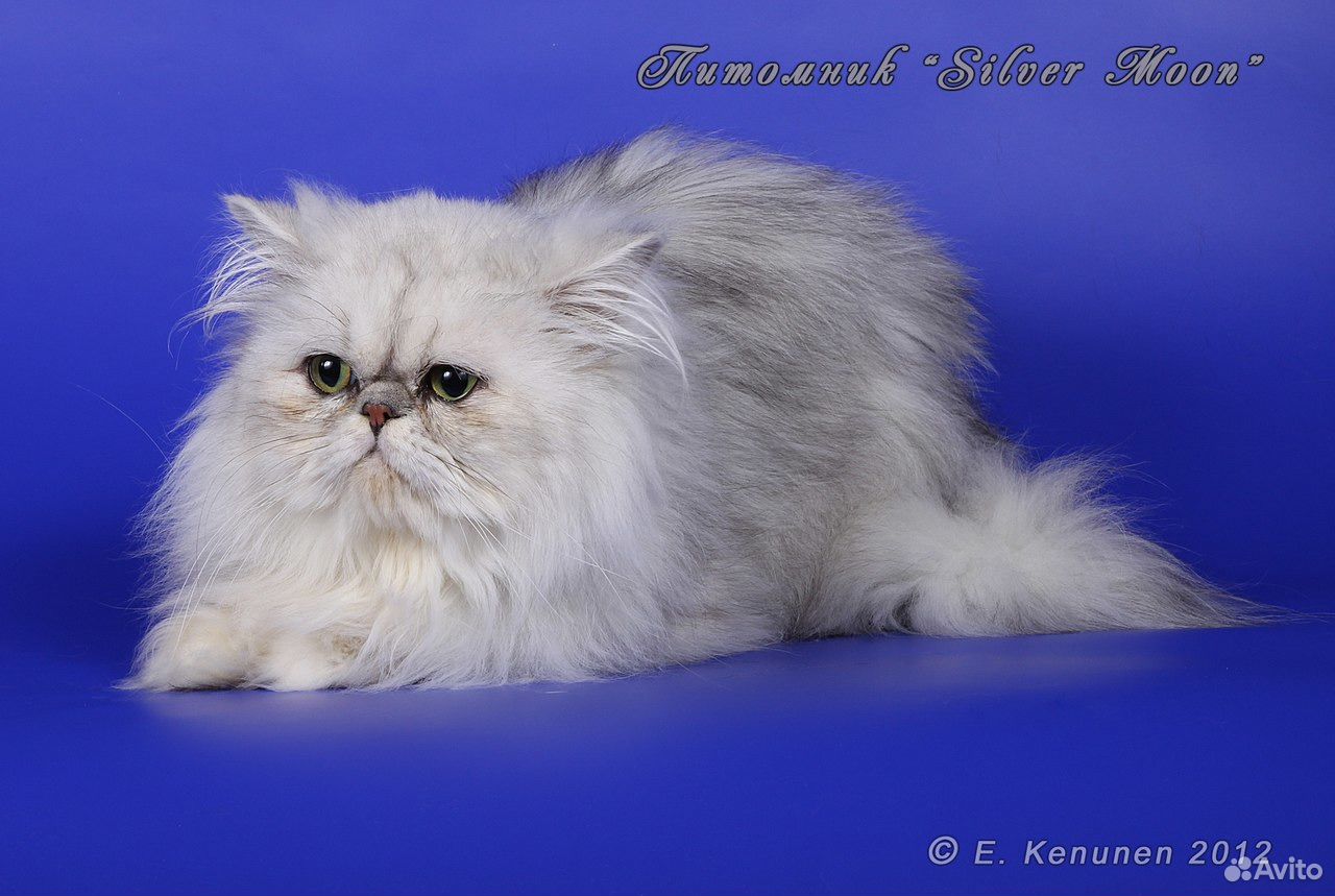Персидская принцесса котята