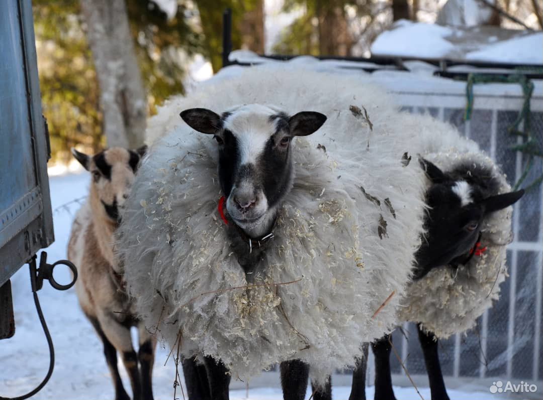 Козы,козлята,овцы романовские и ставропольские фер купить на Зозу.ру - фотография № 6