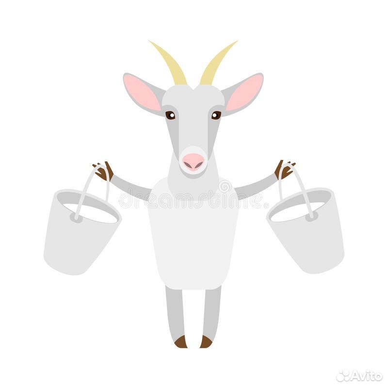 Продаём молоко от англо-нубийских коз купить на Зозу.ру - фотография № 1