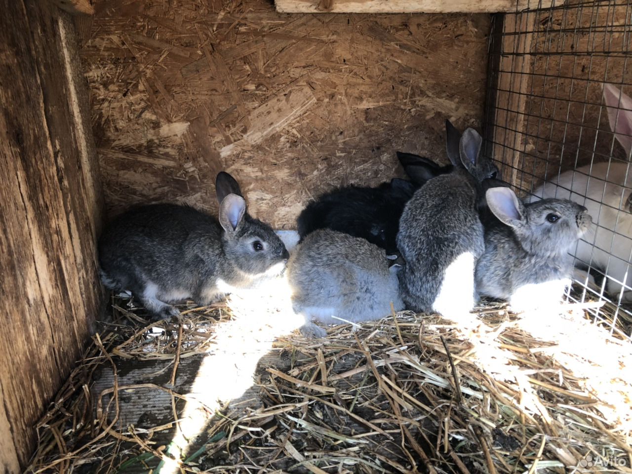 Купить кроликов воронежской. Фото 3х месячных кроликов. Кролики на авито в Рязанской области. Сколько стоит месячный кролик. Купить кроликов в Гвардейском Симферопольском районе.