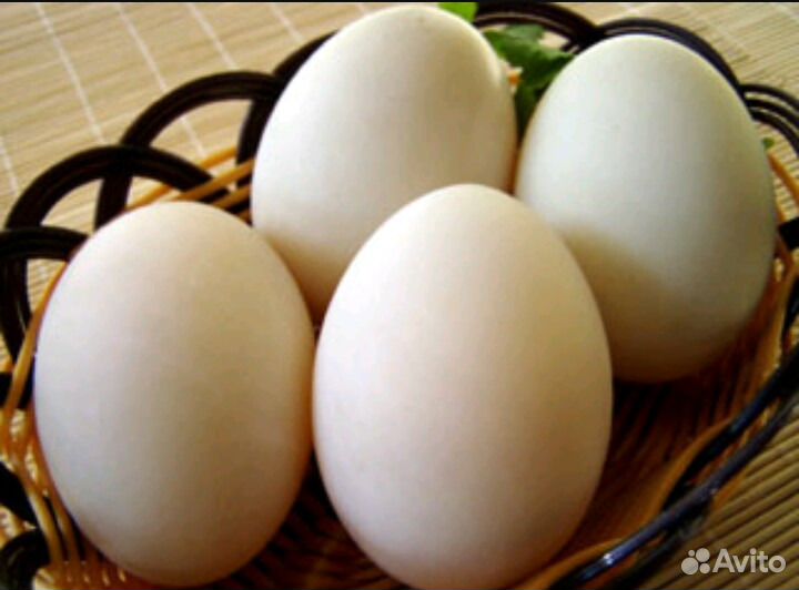 Яйца для Инкубации купить на Зозу.ру - фотография № 2