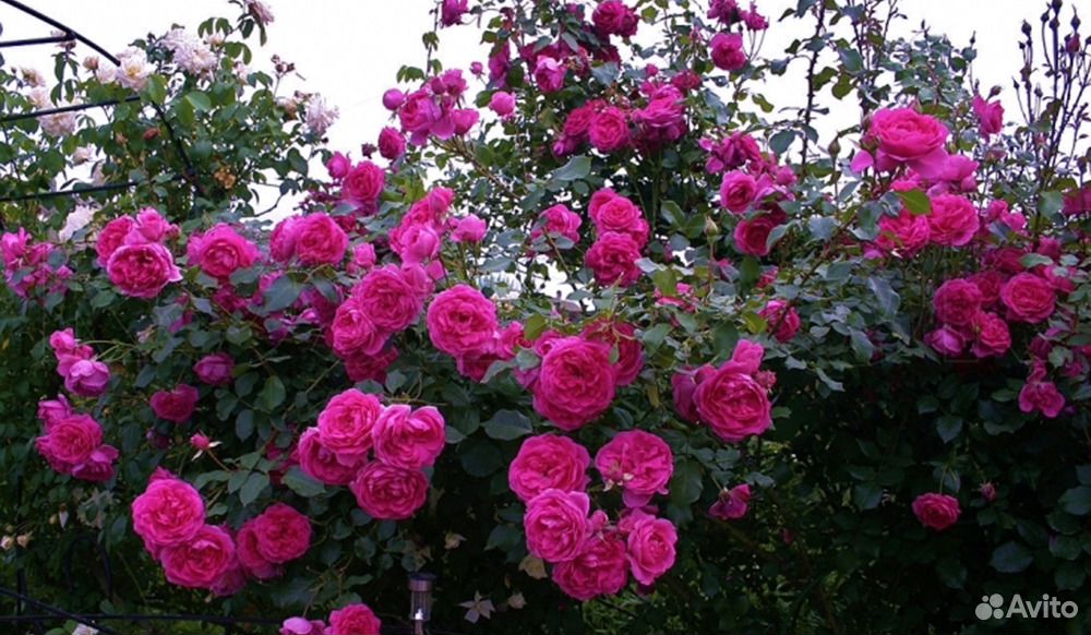 Розы канадки плетистые,парковые зимост. до -45 зкс купить на Зозу.ру - фотография № 3