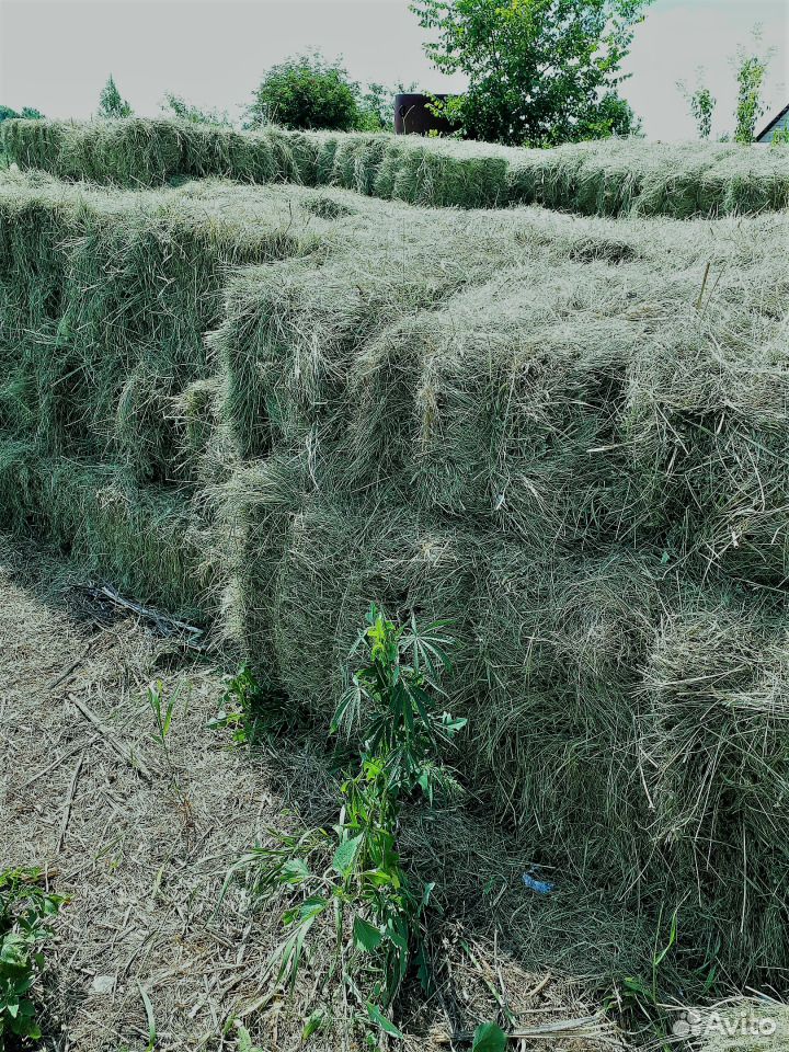 Купить сено свежее. Сено Луговое разнотравие тюки. Свежее сено. Свежее сено фото. Где можно купить сено свежее.
