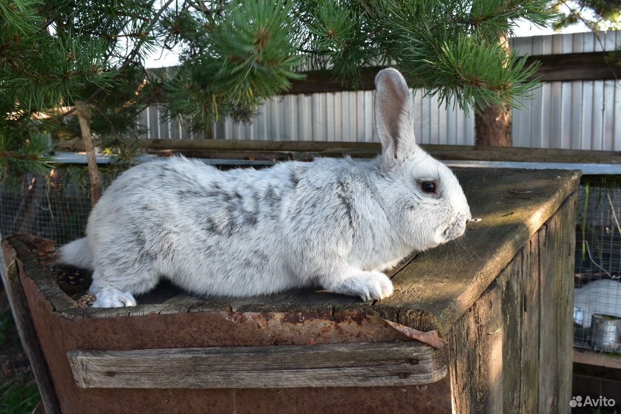 Полтавское серебро кролики. Калифорнийский кролик дикий. Европейское серебро кролики. Вуалево серебристый кролик. Авито породы кроликов