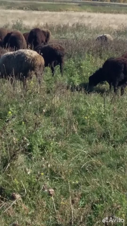 Курдючные овцы,бараны купить на Зозу.ру - фотография № 6