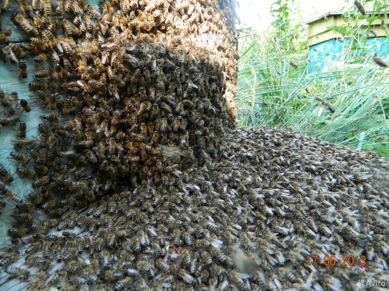 Подмор пчелиный сушеный, масло и его вытяжка купить на Зозу.ру - фотография № 1