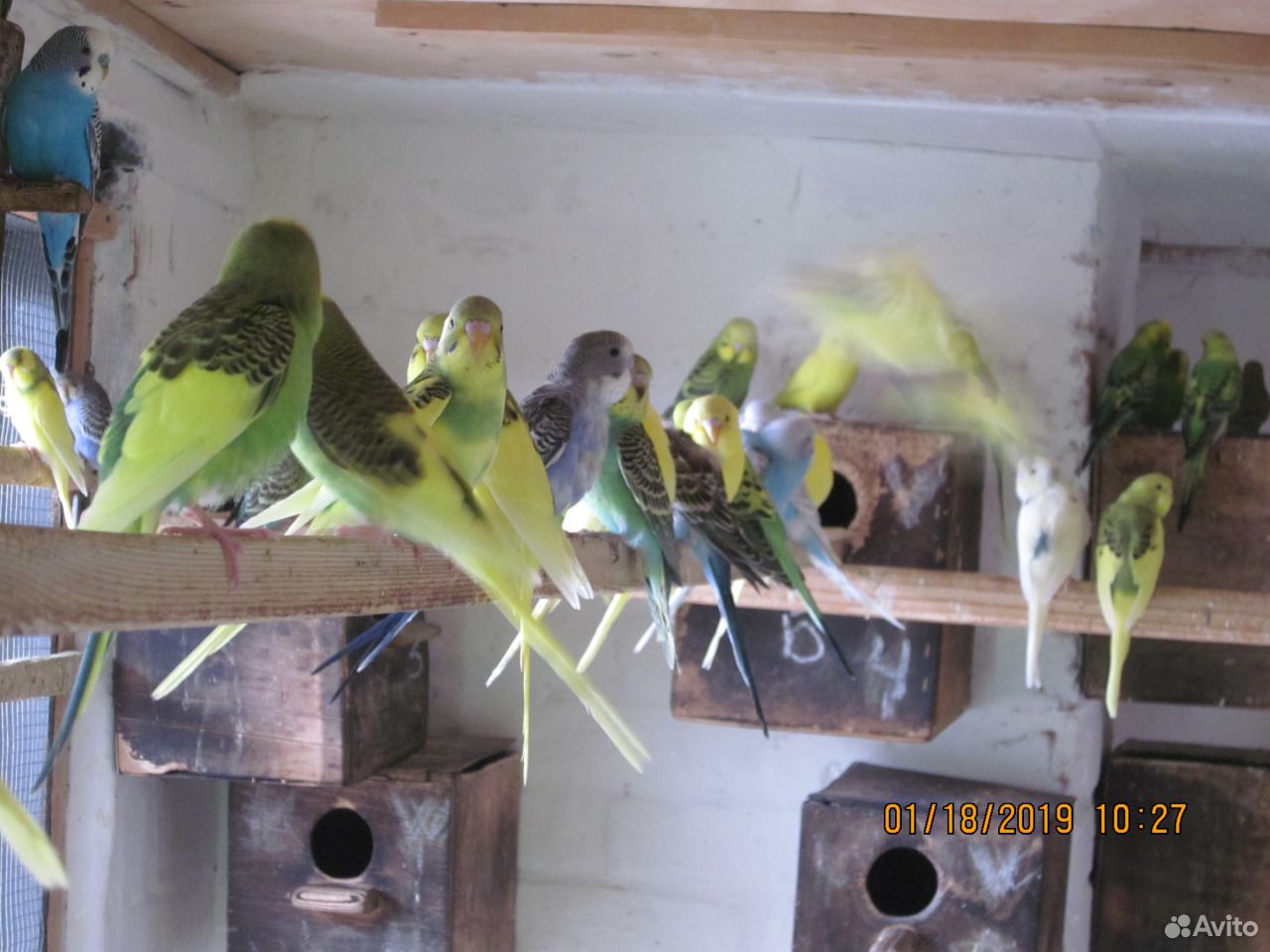 Волнистые попугаи, кореллы купить на Зозу.ру - фотография № 3
