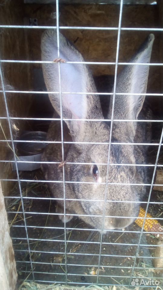 Кролики Фландр (крольчата обмен) купить на Зозу.ру - фотография № 4