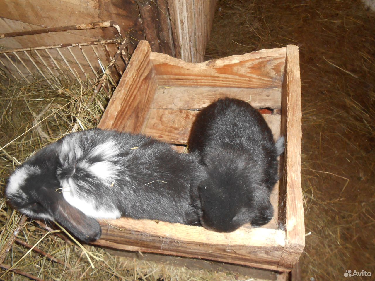 Крольчата французский баран купить на Зозу.ру - фотография № 2