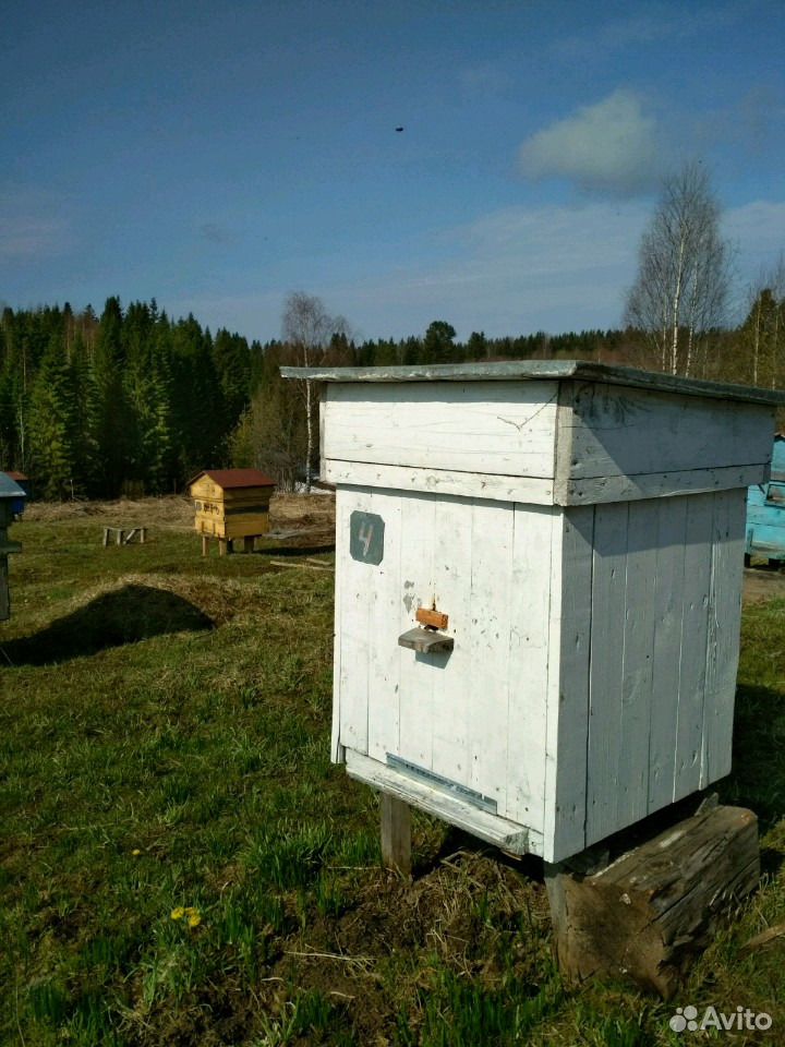 Пчелосемьи купить на Зозу.ру - фотография № 2