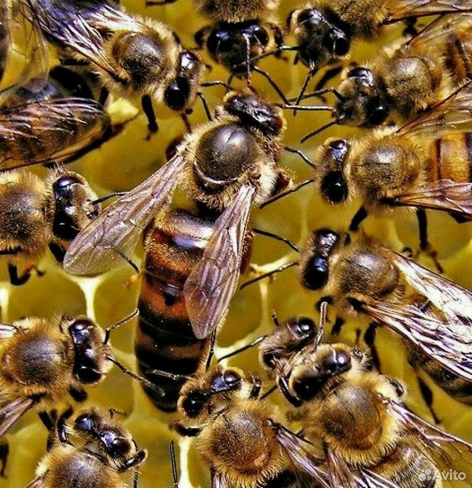 Матки разных пород пчел фото
