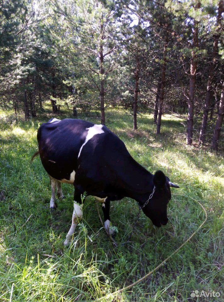 Продадим корову купить на Зозу.ру - фотография № 3