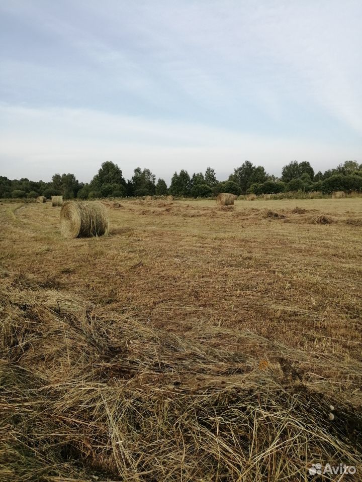 Продам таёжное сено урожай 2019 года в рулонах купить на Зозу.ру - фотография № 6