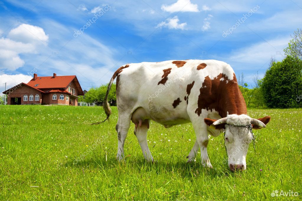 Корова на сочном лугу по имени. Корова. Коровы на лугу. Корова картинка. Корова с теленком на лугу.