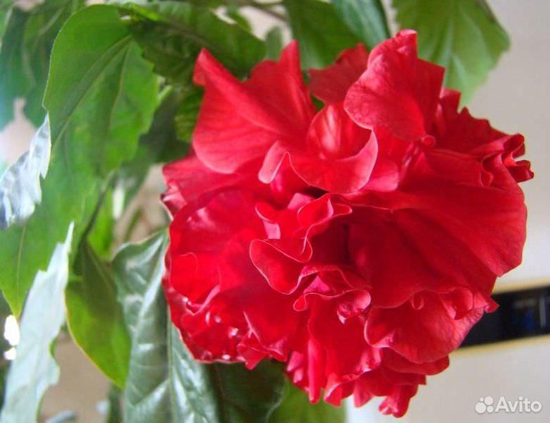 Гибискус красный махровый (китайская роза) купить на Зозу.ру - фотография № 1