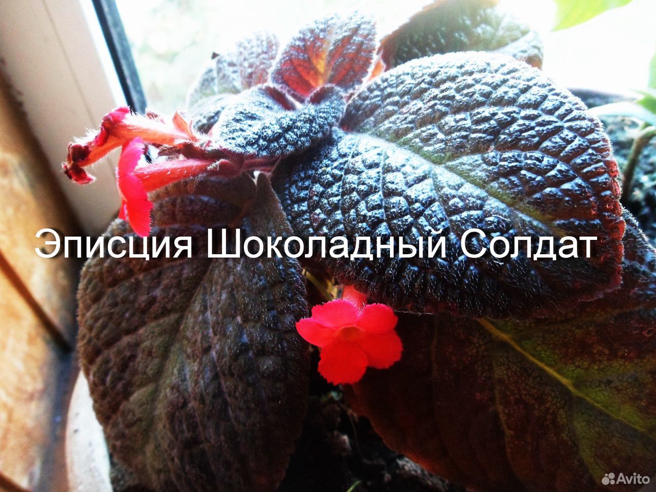 Комнатные и уличные растения купить на Зозу.ру - фотография № 3