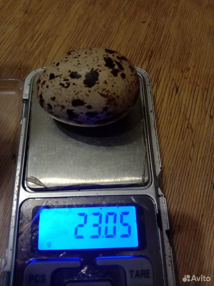 Яйцо перепелиное диетическое купить на Зозу.ру - фотография № 1
