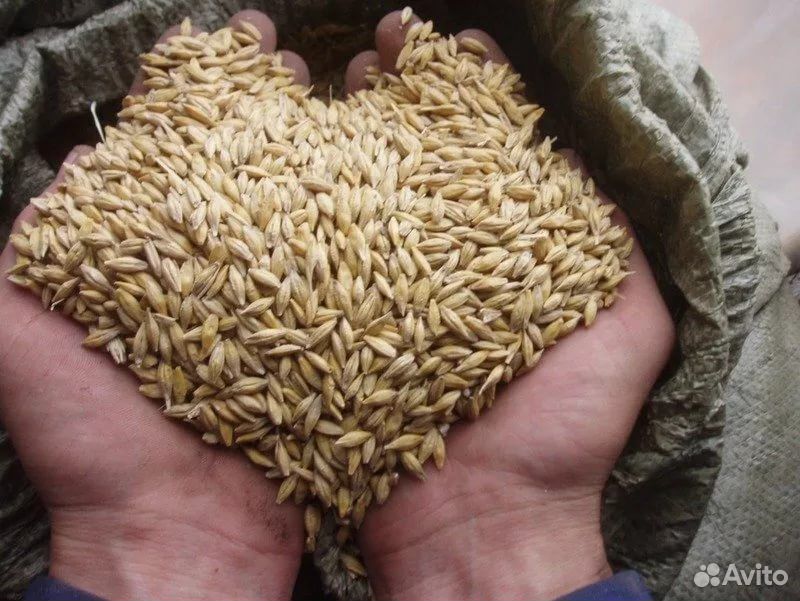 Пшеница навалом или в мешках купить на Зозу.ру - фотография № 1