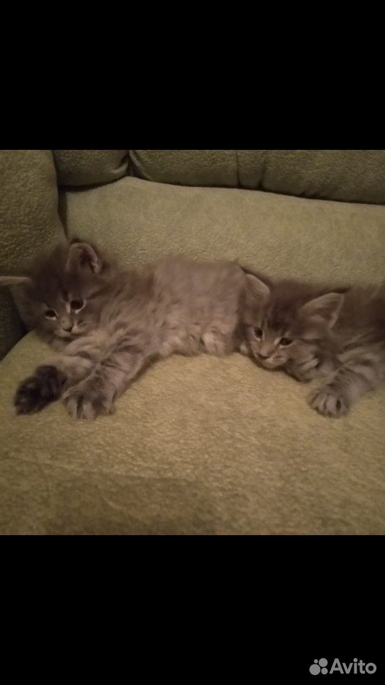 Кошка и кот мейкун чистокровные купить на Зозу.ру - фотография № 2