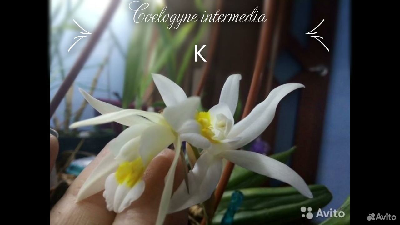 Coelogyne intermedia купить на Зозу.ру - фотография № 3