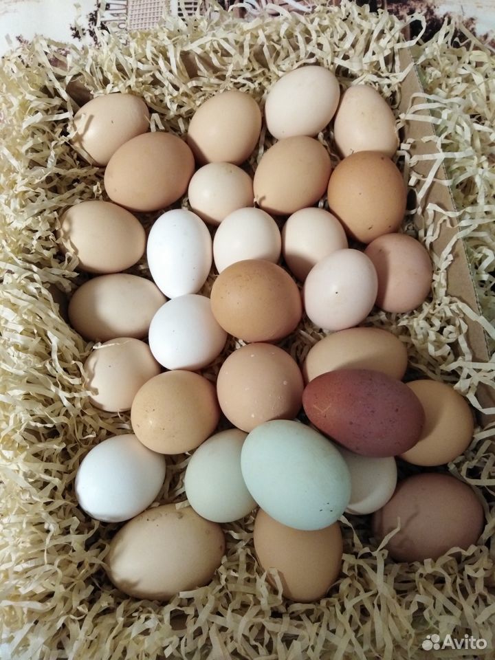 Яйца домашние купить на Зозу.ру - фотография № 6