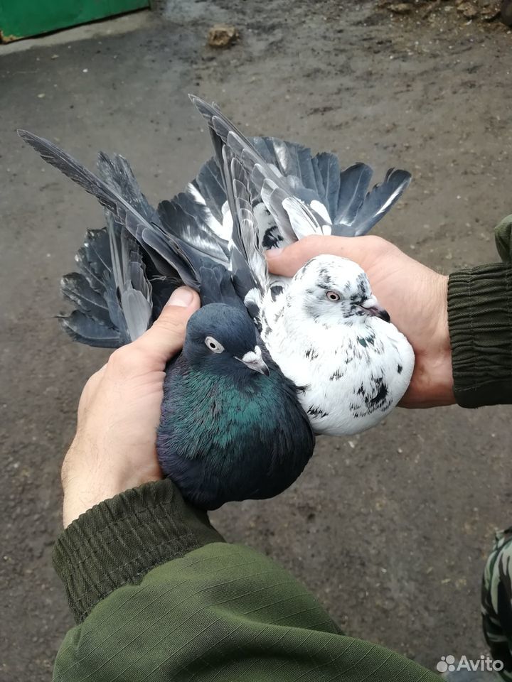 Продам голубей купить на Зозу.ру - фотография № 7