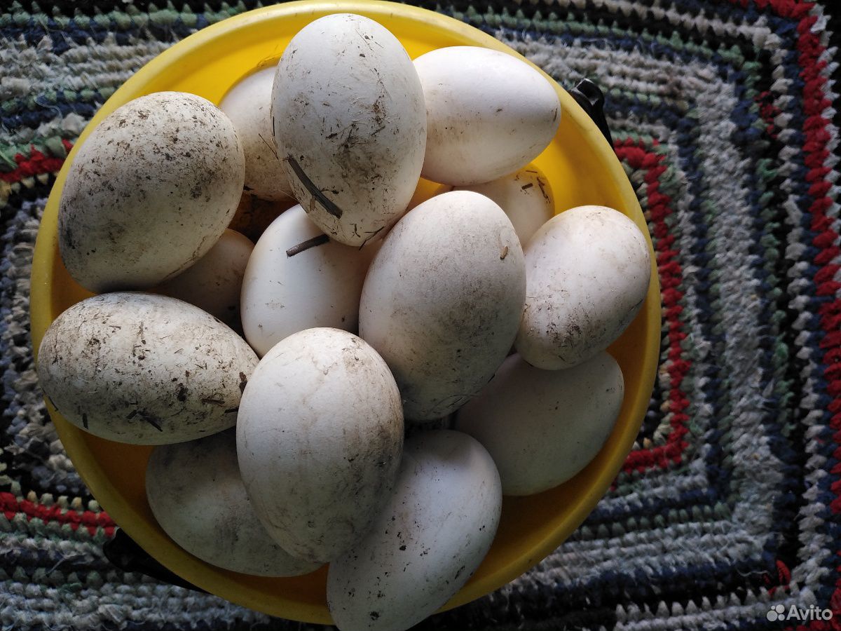 Яйца гусиные инкубационые. Линда белые купить на Зозу.ру - фотография № 2