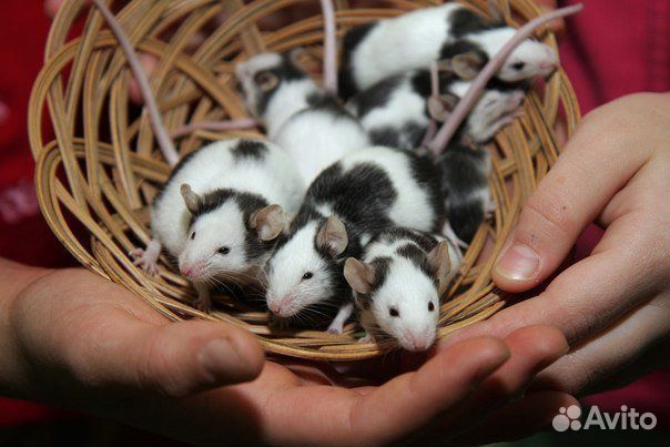 Мышки бамбуковые купить на Зозу.ру - фотография № 3