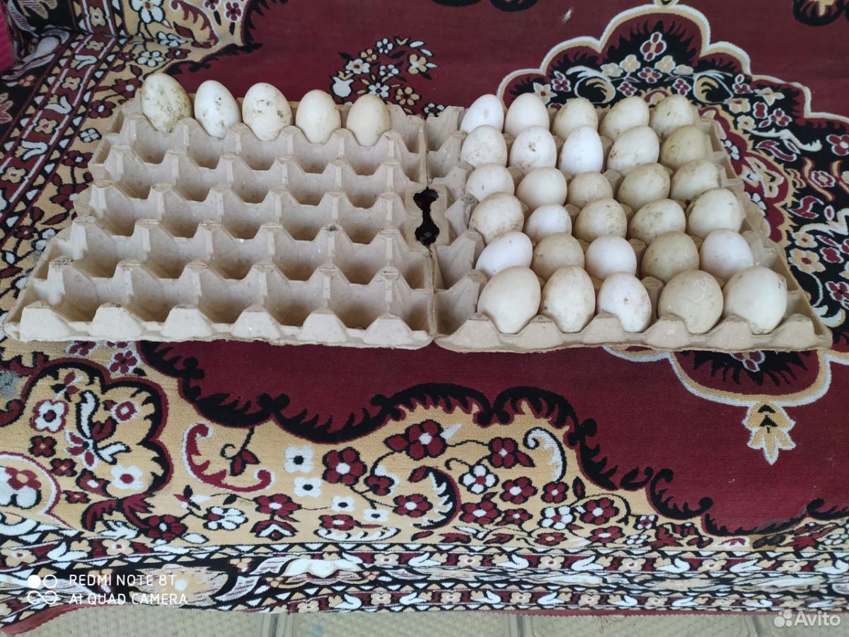 Яйца индоутки купить на Зозу.ру - фотография № 1