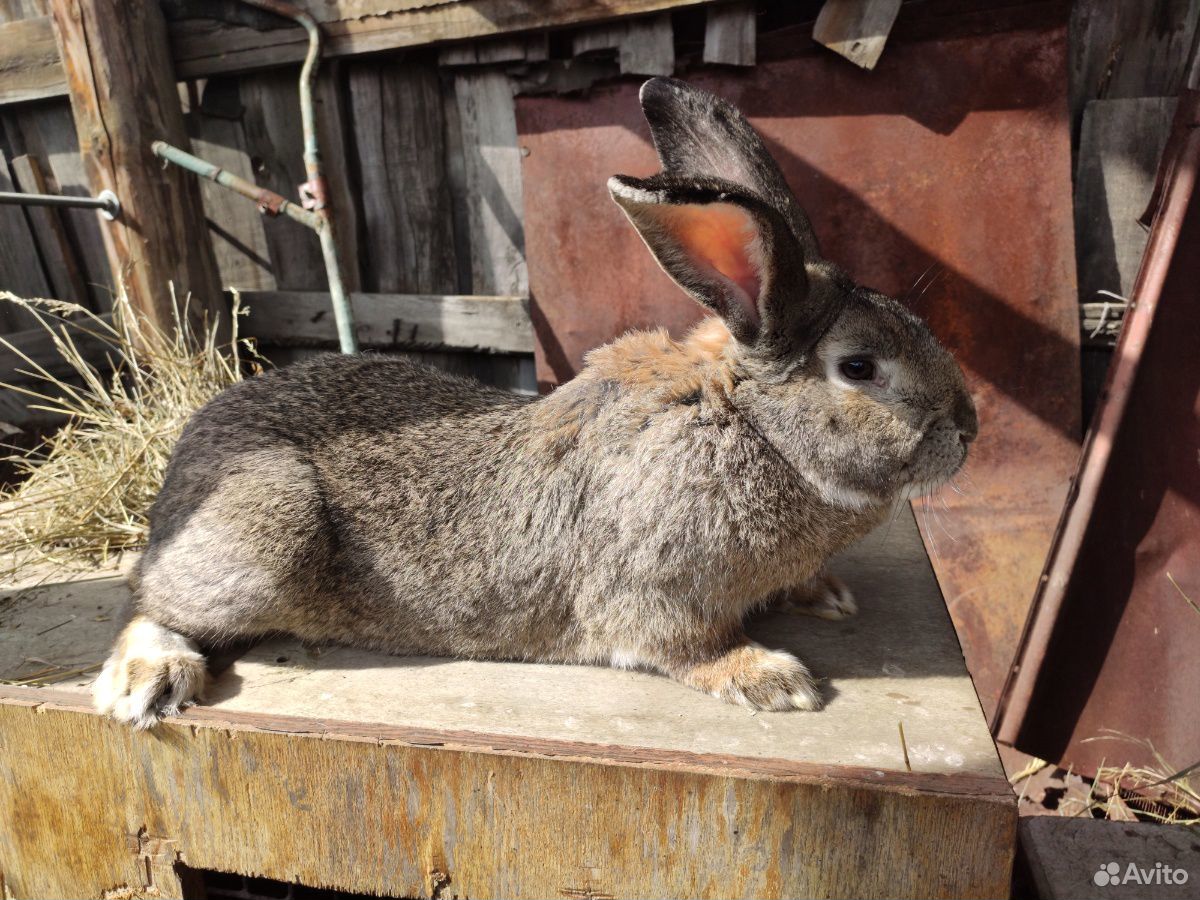 Кролики серый великан, фландр купить на Зозу.ру - фотография № 7