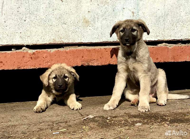 Продажа Собак В Хабаровске С Фото