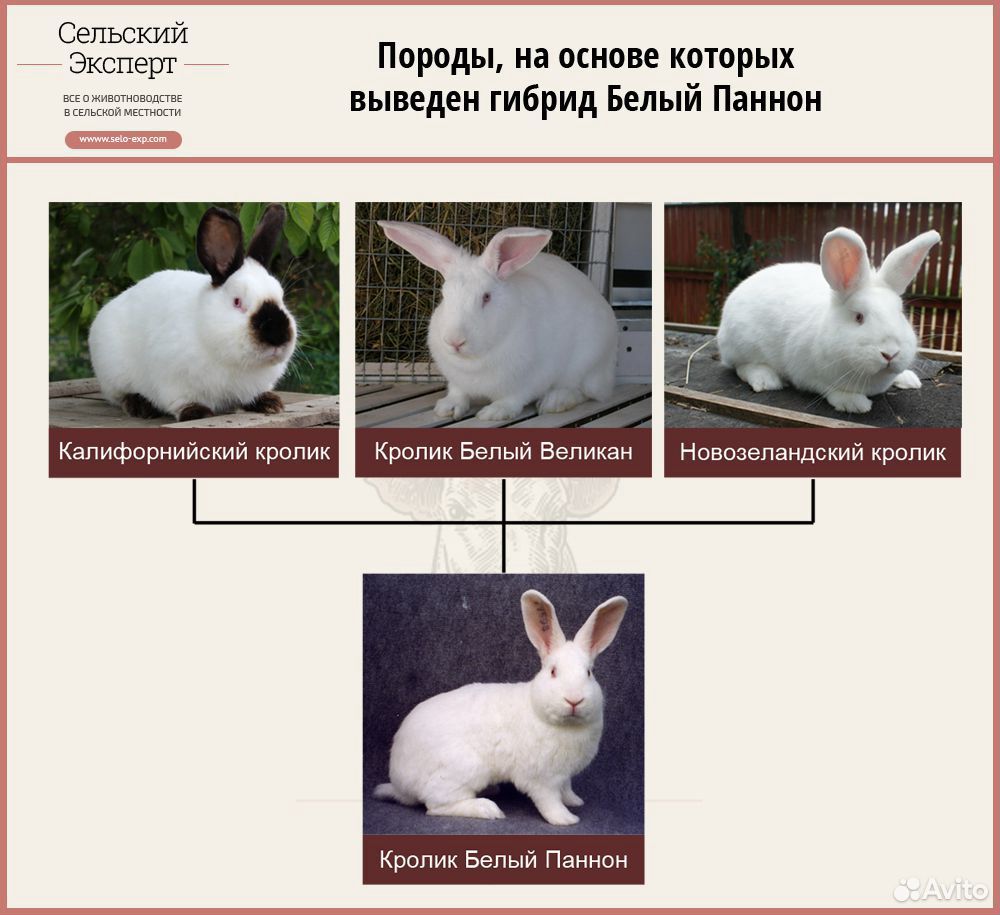 Кролики Белый паннон купить на Зозу.ру - фотография № 1