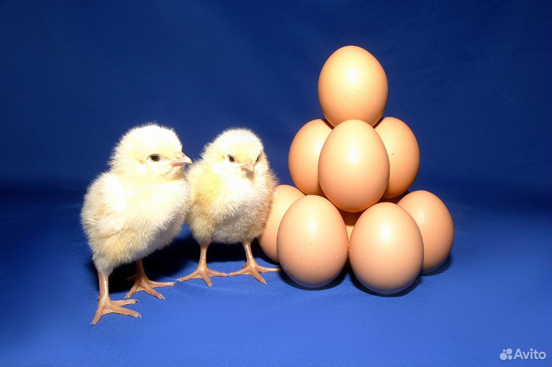 Цыплята, возраст 1 день Бройлер купить на Зозу.ру - фотография № 2