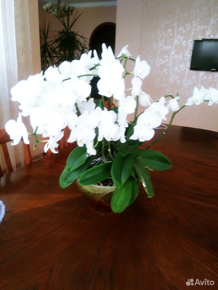 Орхидея Дендробиум купить на Зозу.ру - фотография № 1