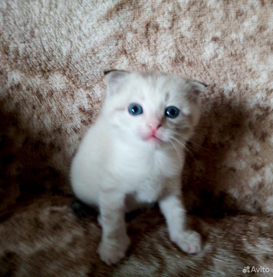 Британские вислоухие котята купить на Зозу.ру - фотография № 5
