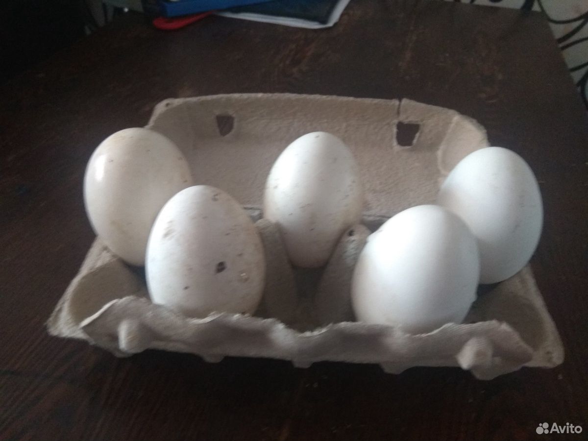 Икубационное яйцо Гусей породы Линда купить на Зозу.ру - фотография № 2
