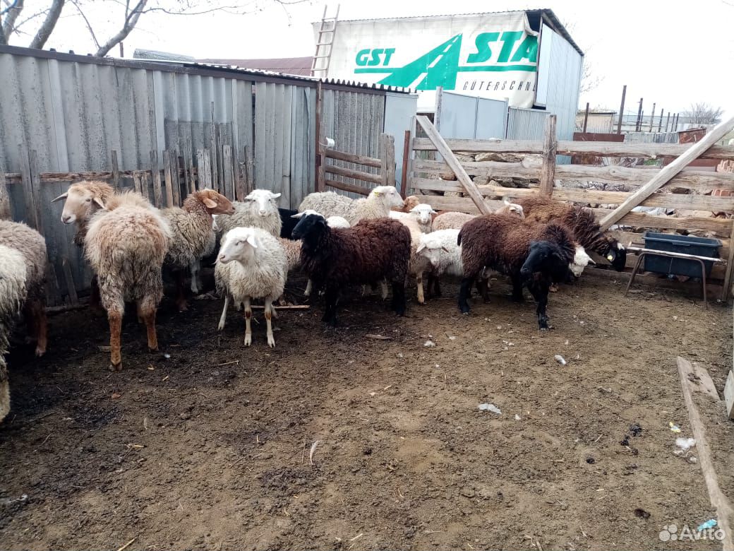 Овцы,ягнята купить на Зозу.ру - фотография № 8