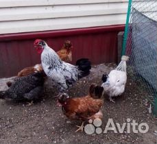 Петух и 3 курицы Кохинхин, Петух и 10 кур домашние купить на Зозу.ру - фотография № 2
