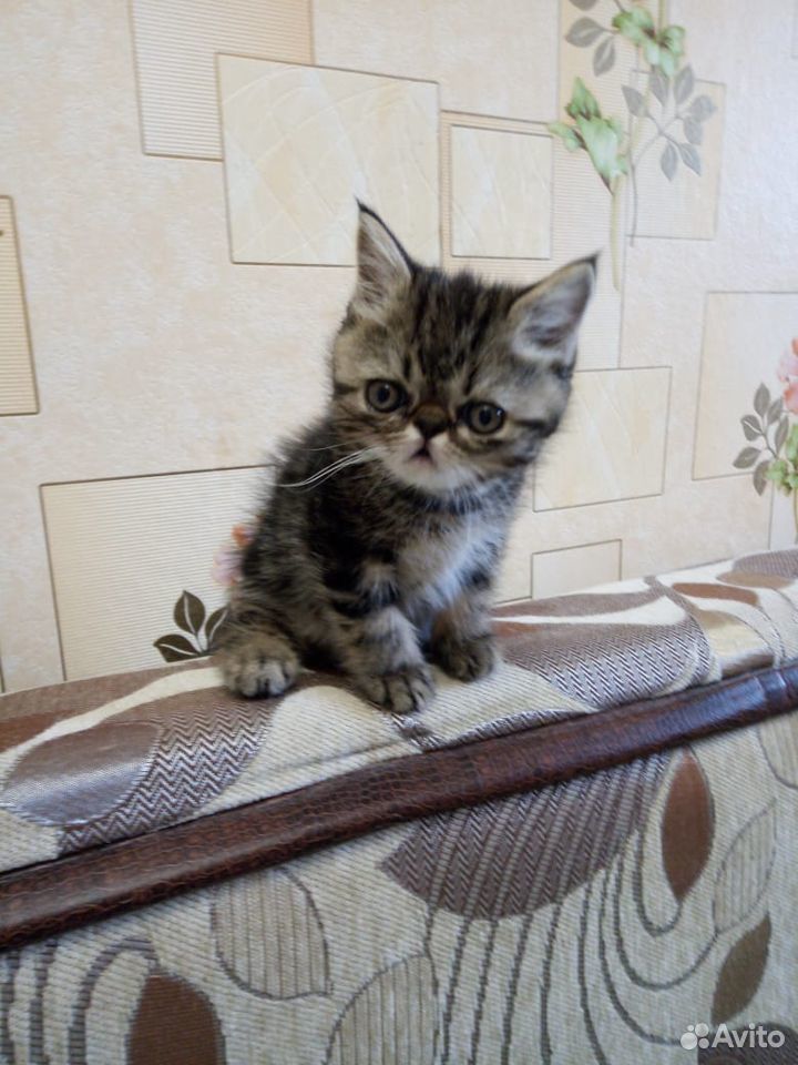 Экзотический котик купить на Зозу.ру - фотография № 3