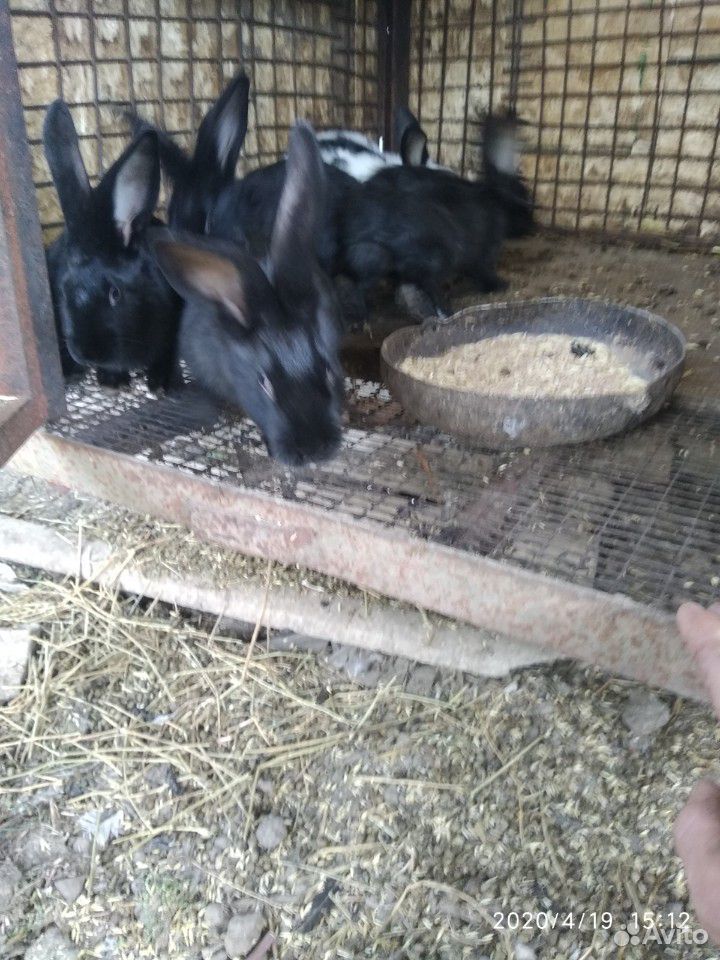 Кролики 4 мес обмен купить на Зозу.ру - фотография № 4