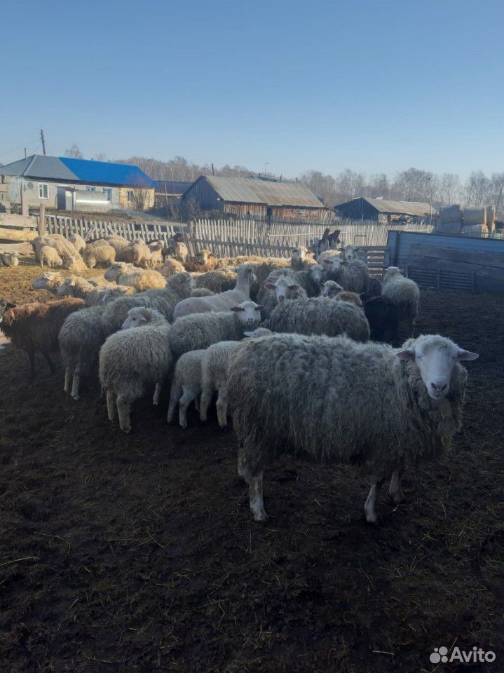 Продается стадо овцы, бараны, ягнята купить на Зозу.ру - фотография № 2