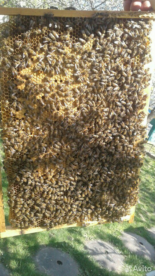 Пчелопакеты, пчелосемьи купить на Зозу.ру - фотография № 5