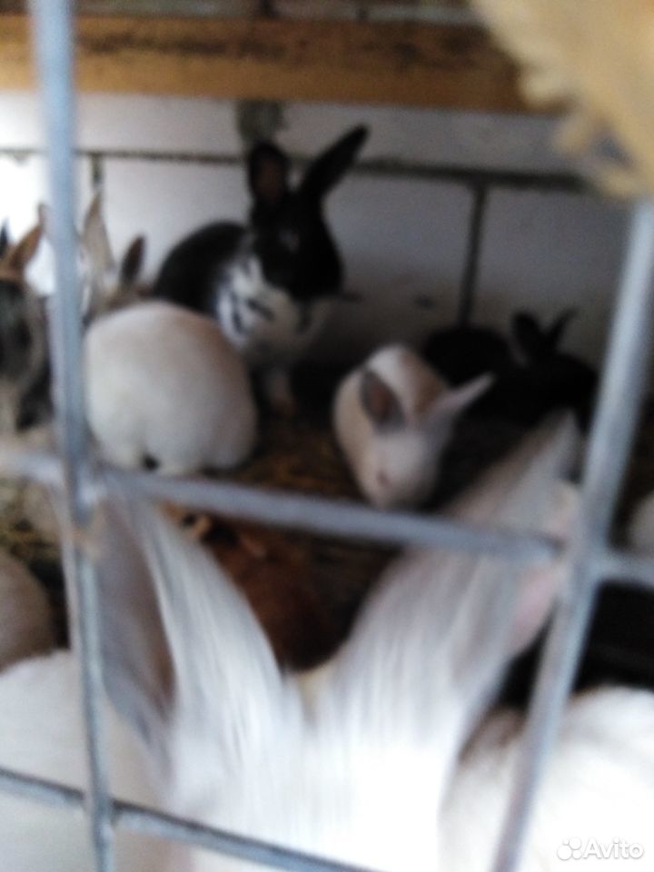 Крольчата купить на Зозу.ру - фотография № 6