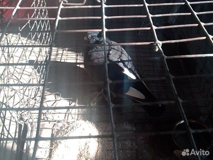 Узбекский голуб купить на Зозу.ру - фотография № 1