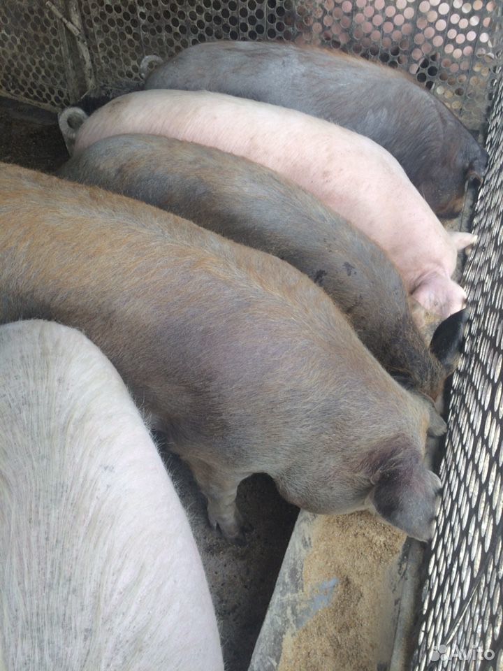 Свиньи живым весом купить на Зозу.ру - фотография № 2